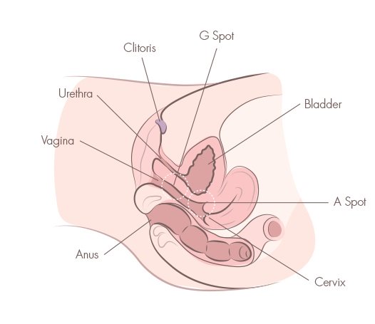 how to squirt female anatomy cross section