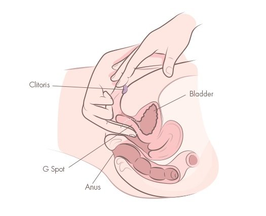 g spot clitoris masturbation cross section